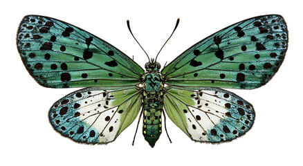 Close-up of a vibrant butterfly with turquoise wings, black spots, and white patches