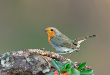 Robin Redbreast, Scientific name:  Erithacus rubecula,  in winter, facing left and perched on a fallen log with green leaves and red berries.  Clean background.  Horizontal  Copy space