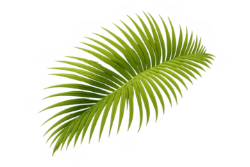 Palm leaf frond isolated on transparent background illustrating tropical nature, exotic flora, and lush green botanicals