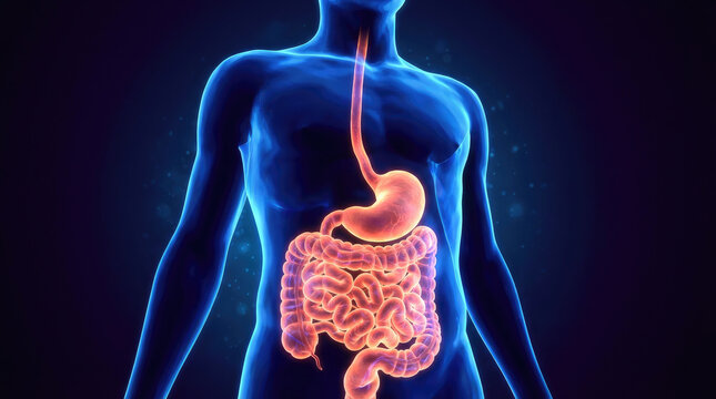 Human body with glowing blue outline showing the digestive system in shades of orange and pink on a dark background