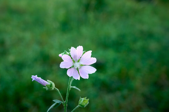 Pink Malva thuringiaca (Lavatera thuringiaca) blooms in the wild.