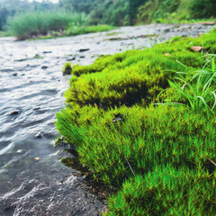Bright green moss carpets the edge of a shallow stream, with clear flowing water and soft natural...