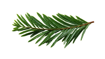 A close-up of a green evergreen branch with needle-like leaves, black background