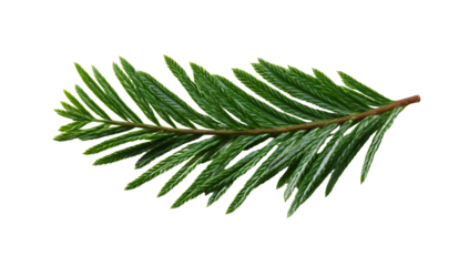 A close-up of a green evergreen branch with needle-like leaves, black background