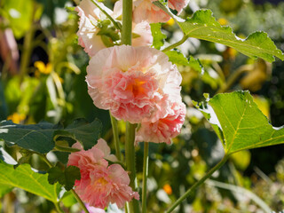 Pink double Hollyhock Flower сlose up. Сommon hollyhock ( Latin- Alcea rosea ), is a herbaceous plant , a species of the genus Alcea of ​​the mallow family ( Malvaceae )
