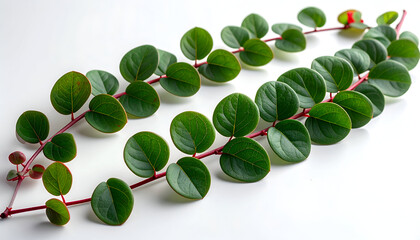 Closeup of a Peperomia Obtusifolia Stem with Round Green Leaves.