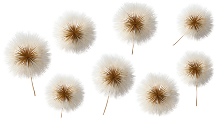 Overhead view of several fluffy dandelion seed heads arranged on a black background