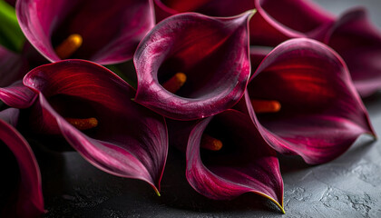 Closeup of Deep Burgundy Calla Lilies with Yellow Stamens on a Textured Gray Surface.