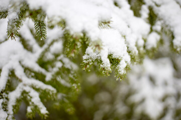 Snowy Spruce Branch Close-Up in Winter