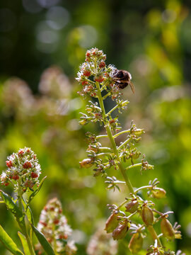 Reseda is a genus of annual , biennial , and perennial herbaceous plants of the family Resedaceae. A bee collects nectar on reseda flowers