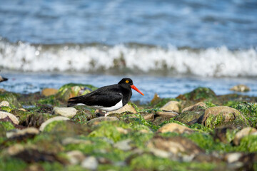 Coastal wildlife photography of an oystercatcher in Patagonia