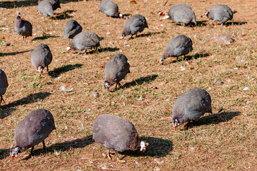 Obraz premium Guineafowl flock foraging on sunlit dry grass in a rural farm field, free range poultry exhibiting natural behavior