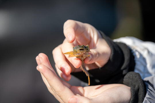 Close up of a small green sculpin fish held in human hands, Close up of a small green sculpin fish held in human hands