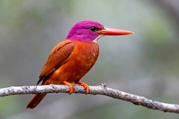 Generative AI Vibrant Bird with Colorful Plumage Perched on Branch.