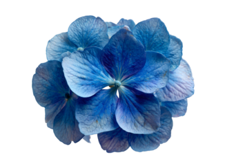 Isolated close-up of a vibrant blue hydrangea flower with delicate petals on black