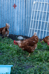 Vertical Image of Brown Hen Foraging for Food in a Green Farmyard Meadow