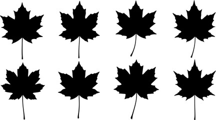 Fototapeta premium Set of 8 Black Maple Leaf Silhouettes on White Background Autumn Vector Graphics