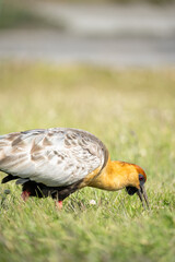 Close-up of Theristicus Melanopis Bird with Long Bill in Green Grass