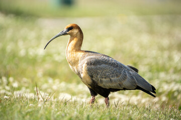 Full Body View of a Theristicus Melanopis Ibis on Green Meadow