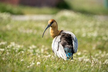 Portrait of a Patagonian Ibis with Long Curved Bill in Nature