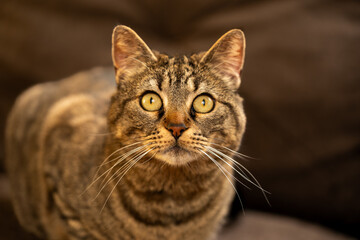 Close-up Portrait of a Curious Tabby Cat with Big Yellow Eyes, Domestic Cat Headshot with Attentive Expression and Soft Natural Light