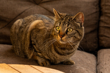 Alert Tabby Cat Sitting Comfortably on a Brown Fabric Sofa, Cozy Home Lifestyle Image of a House Cat Resting on Furniture
