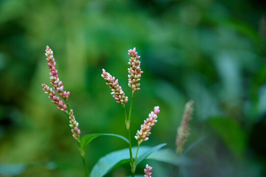 Pink flower of plant Polygonum persicaria in the wild.