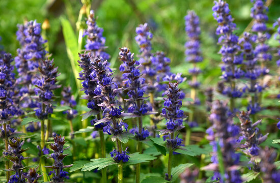 Blue flowers bugleweed(Ajuga reptans) in bloom.