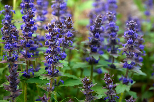 Blue flowers bugleweed(Ajuga reptans) in bloom.