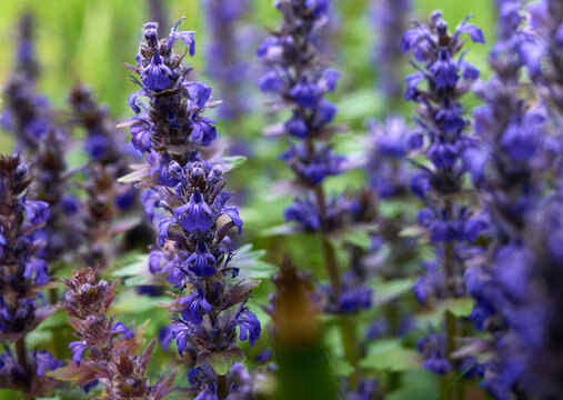 Blue flowers bugleweed(Ajuga reptans) in bloom.
