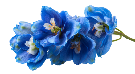 Close-up of vibrant blue flowers with white and yellow centers on a black background