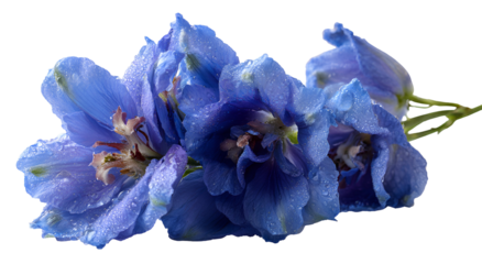 Close-up of vibrant blue flowers, wet with glistening water droplets, on a black background