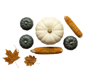 Flat lay of white pumpkin, grey gourds, dried corn, autumn leaves on transparent background with copy space, soft studio light, Autumn harvest and gratitude concept