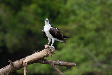 Osprey is perched on a branch in the tropical rainforest