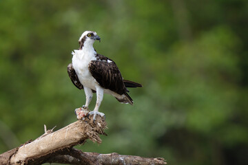 Osprey is perched on a branch in the tropical rainforest