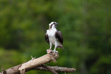 Osprey is perched on a branch in the tropical rainforest