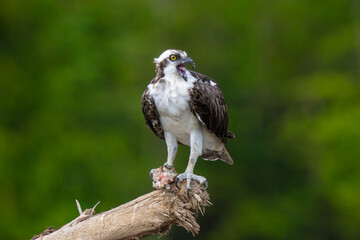 Osprey is perched on a branch in the tropical rainforest