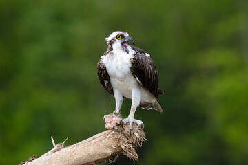 Osprey is perched on a branch in the tropical rainforest