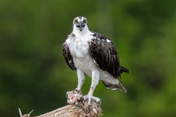 Osprey is perched on a branch in the tropical rainforest