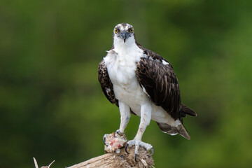Osprey is perched on a branch in the tropical rainforest