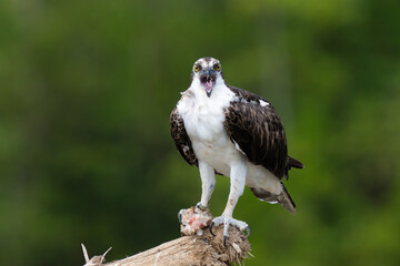 Osprey is perched on a branch in the tropical rainforest