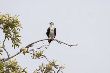 Osprey is perched on a branch in the tropical rainforest