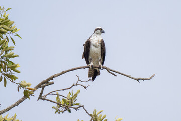 Osprey is perched on a branch in the tropical rainforest