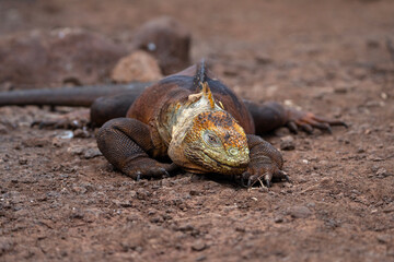 Galapagos land iguana, Conolophus subcristatus, a large lizard of North Seymour island
