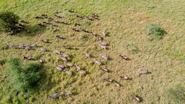 Great Migration of zebras and wildebeest in Serengeti