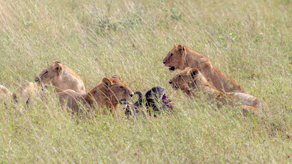 Lionesses feasting in the Serengeti grasslands