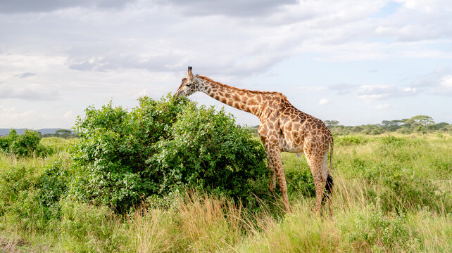 Giraffe grazing in the vast Serengeti landscape