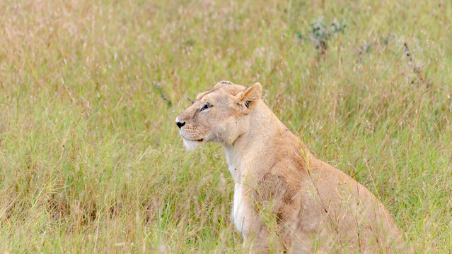 Lioness rests in the grass of the Serengeti