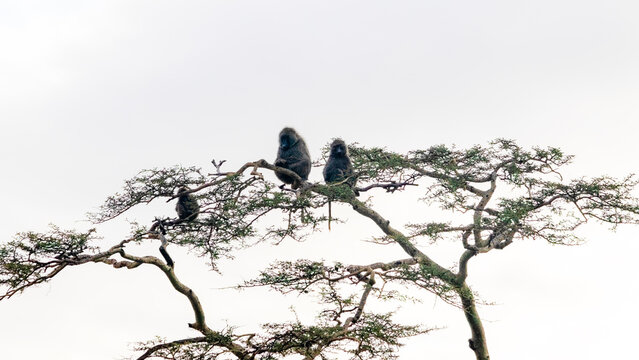Monkeys perched on a tree in the Serengeti landscape