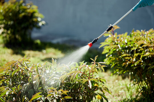 The farmer sprays pesticides on the garden, vegetable garden, farm, to protect plants from diseases and pests. Knapsack sprayer. Insecticides. Herbicides. Fungicides.
